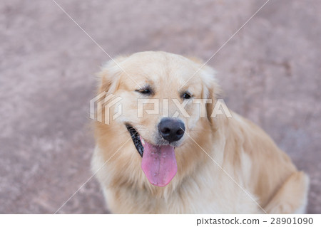 Portrait of a golden retriever dog 28901090