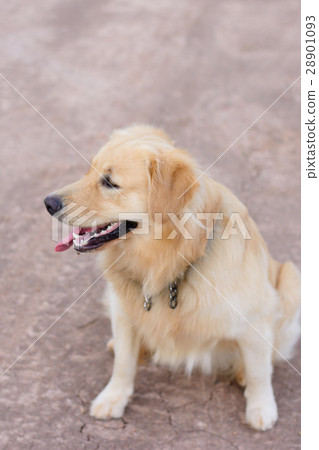 Portrait of a golden retriever dog 28901093