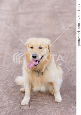 Portrait of a golden retriever dog 28901095