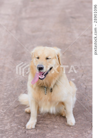 Portrait of a golden retriever dog 28901096