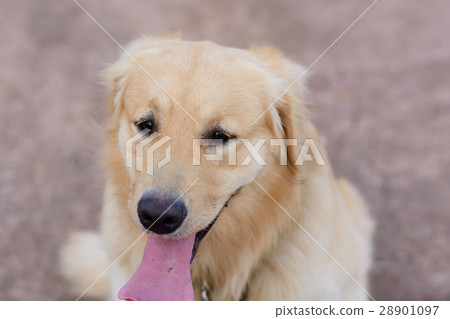 Portrait of a golden retriever dog Portrait of a golden retriever dog 28901097