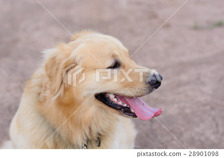 Portrait of a golden retriever dog 28901098