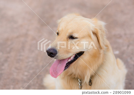 Portrait of a golden retriever dog 28901099