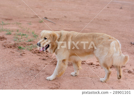 Portrait of a golden retriever dog 28901101