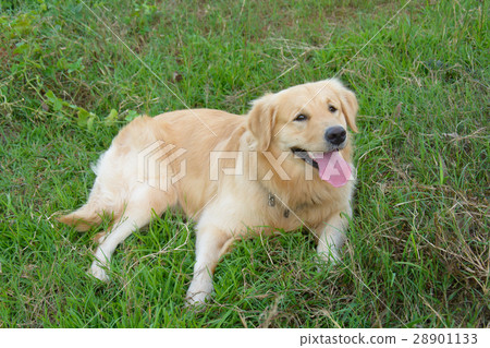 Portrait of a golden retriever in the grass 28901133
