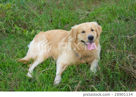 Portrait of a golden retriever in the grass 28901134