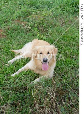 Portrait of a golden retriever in the grass 28901135