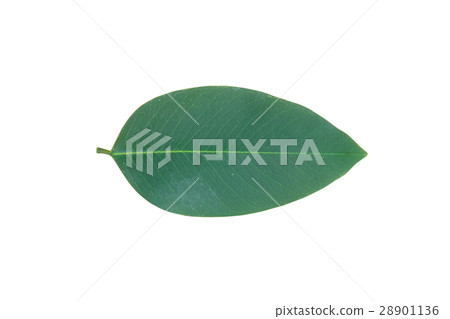 leave cassia fistula isolated on white background 28901136