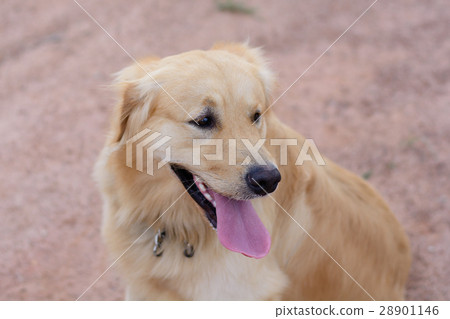 Portrait of a golden retriever dog 28901146