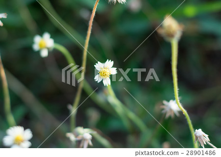 Mexican daisy, Tridax daisy, Wild Daisy  28901486