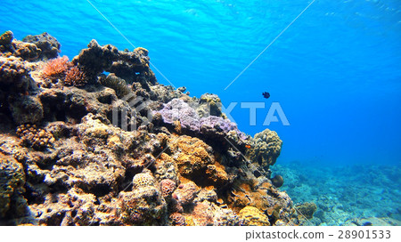 Nishihama Beach underwater photography of Okinawa Akajima Nishihama Beach underwater photography of Okinawa Akajima 28901533