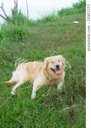 Portrait of a golden retriever in the grass 28901553
