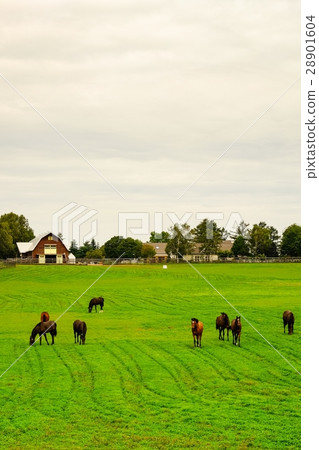 訓練純種馬的農場 28901604