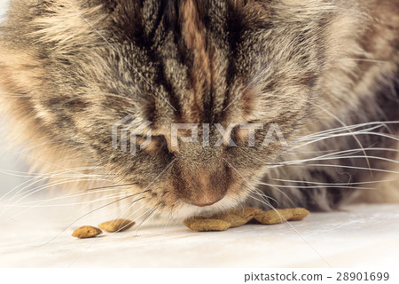 Cat eating closeup 28901699