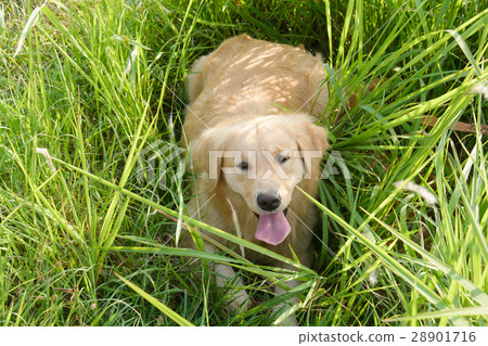 Portrait of a golden retriever in the grass 28901716