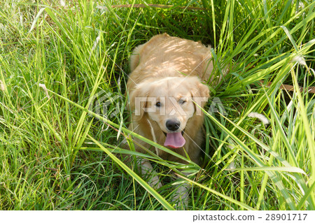 Portrait of a golden retriever in the grass 28901717