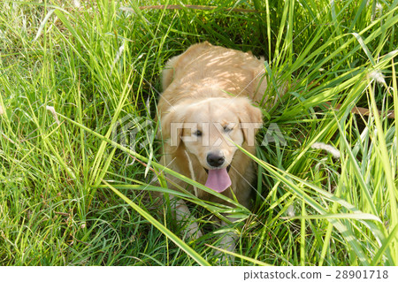 Portrait of a golden retriever in the grass Portrait of a golden retriever in the grass 28901718