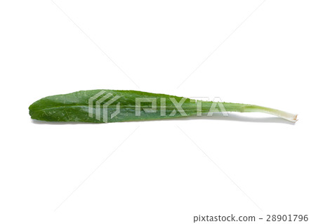 Culantro isolated on white background 28901796