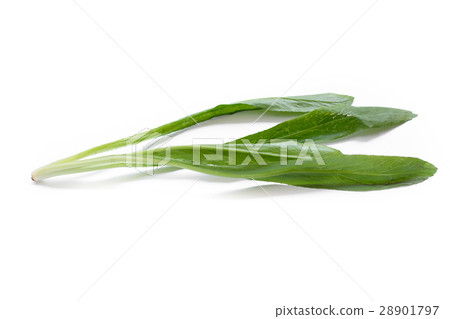 Culantro isolated on white background 28901797