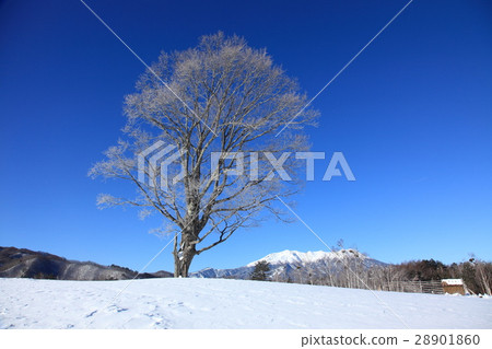 Koda Kogen's morning 01 28901860