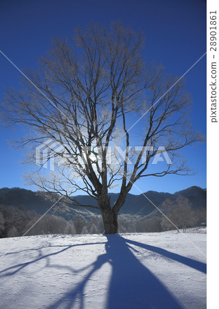 Kaeda Kogen's morning 02 28901861