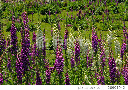 毛地黃,鄉野,牧場 28901942