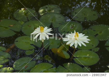睡蓮,蓮,白色 28901947