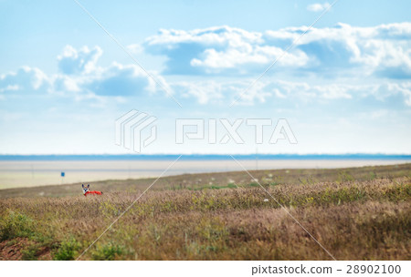Small chihuahua dog enjoying golden sunset in 28902100