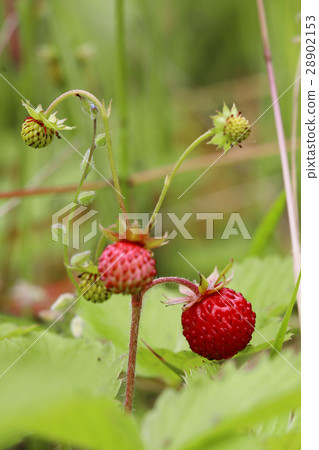 Ripe and ripening wild strawberries in the grass 28902153