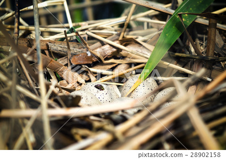 Bird nest made on water among reeds with almost 28902158