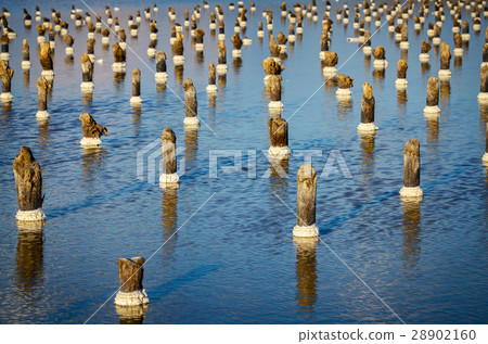 Wooden poles reflecting in water, Baskunchak salt 28902160