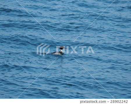 Rumen Rumen 28902242