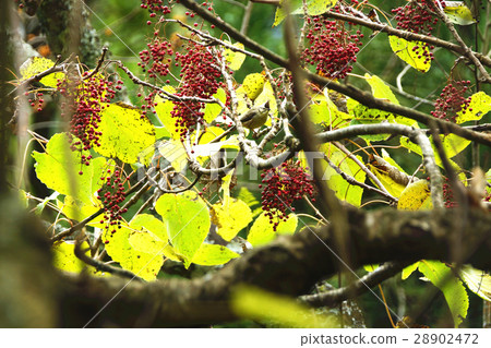 Shantongzi Shantongzi 28902472