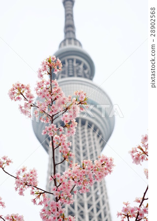 Sky Tree early summer cherry tree Sky Tree early summer cherry tree 28902568