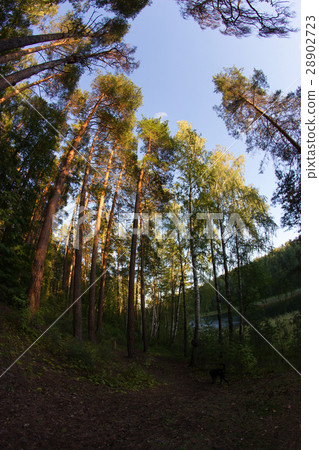 beautiful green forest 28902723