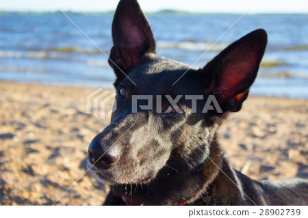 Wet dog standing at the beach Wet dog standing at the beach 28902739