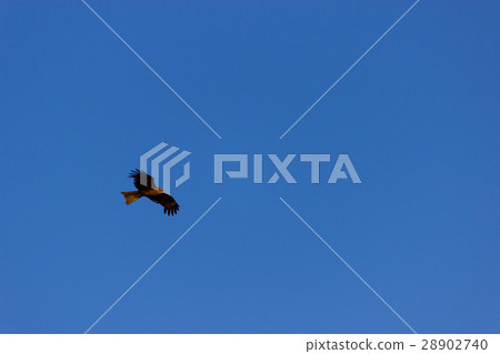american bald eagle in flight american bald eagle in flight 28902740