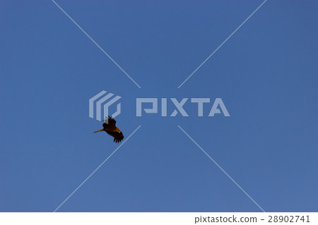 American bald eagle American bald eagle 28902741