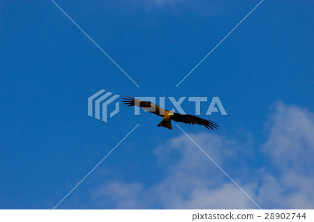American bald eagle American bald eagle 28902744