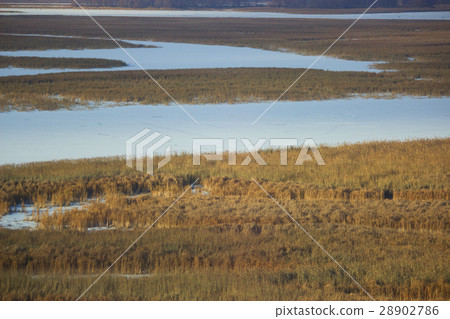 dry grass and a snowy field 28902786