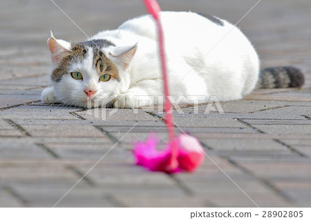 貓野生玩具目標瞄準 28902805