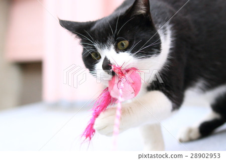 Cat wild toy play Cat wild toy play 28902953