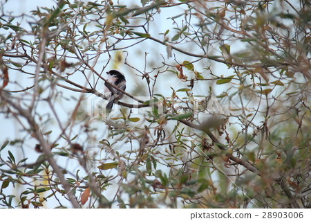 Enaga sparrow eyes Enama family Enaga Enaga sparrow eyes Enama family Enaga 28903006