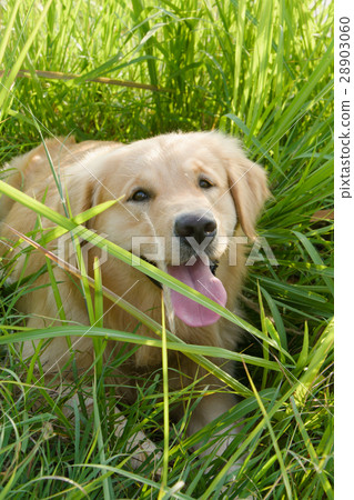 Portrait of a golden retriever in the grass 28903060