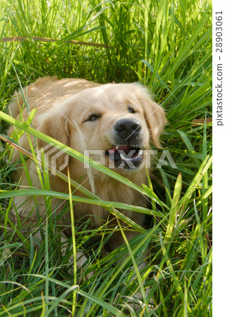 Portrait of a golden retriever in the grass 28903061