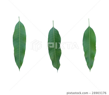 Green mango leaf isolated on white background 28903176