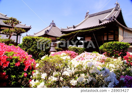 Azalea flowers blooming in Nogeji temple (Sakai city, Osaka Prefecture) Azalea flowers blooming in Nogeji temple (Sakai city, Osaka Prefecture) 28903427