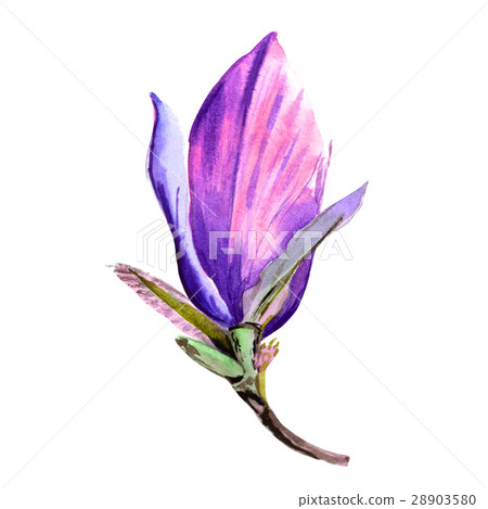 Wildflower magnolia flower in a watercolor style - Stock Illustration ...