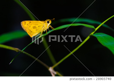 Butterfly tropical forest. 28903740
