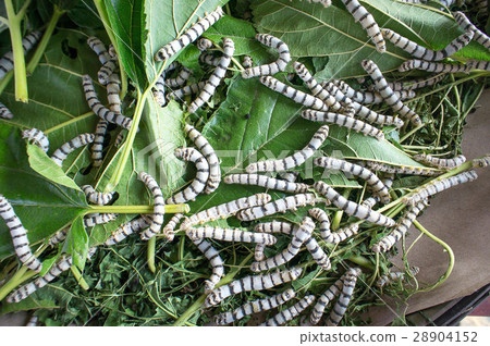 silk worm eating mulberry leaf worm larvae silk worm eating mulberry leaf worm larvae 28904152